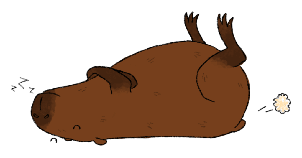 Ein Capybara mit braunem, borstigem Fell liegt auf dem Rücken, die Hinterbeine weit von sich gestreckt. Aus der Schnauze dringen Schnarchgeräusche, aus dem Po entweicht eine kleine, gelbliche Wolke.