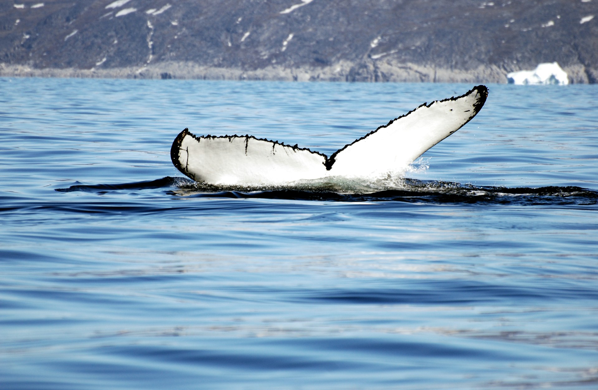 Der Walkampf der Esoterikszene und Verschwörungsgläubigen