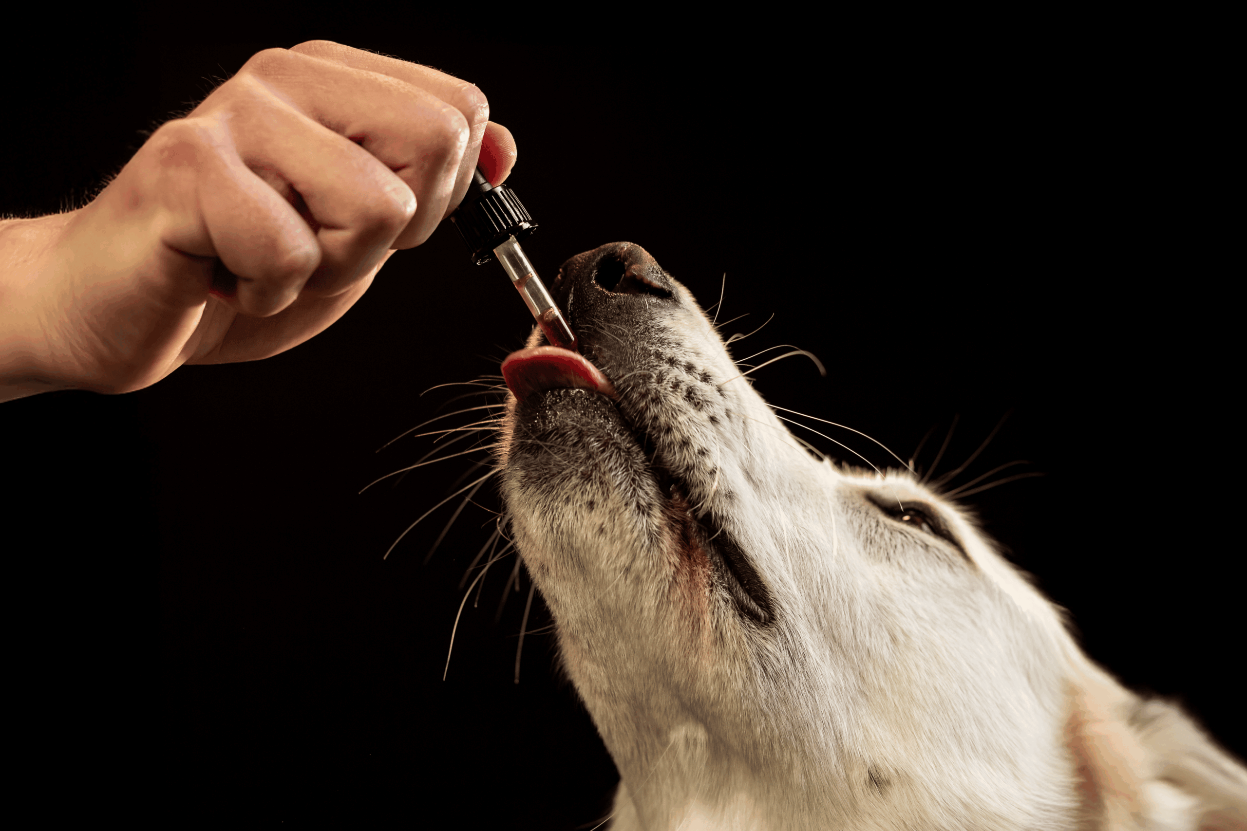 „Aber meinem Hund hat’s doch auch geholfen“: Die Sache mit der Homöopathie bei Tieren